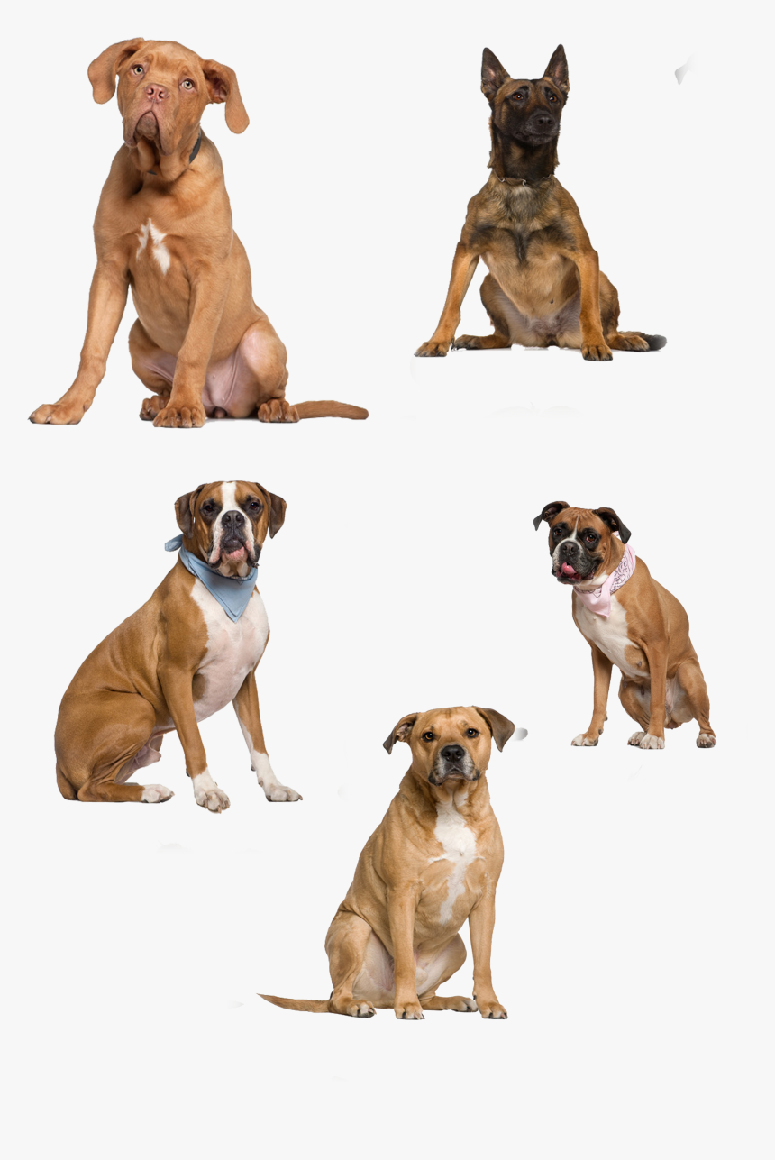 Dogs Png Download - 5 Month Old French Mastiff, Transparent Png, Free Download