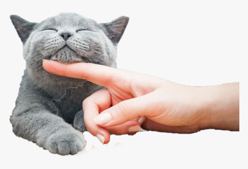 Happy Cat Being Pet, HD Png Download, Free Download