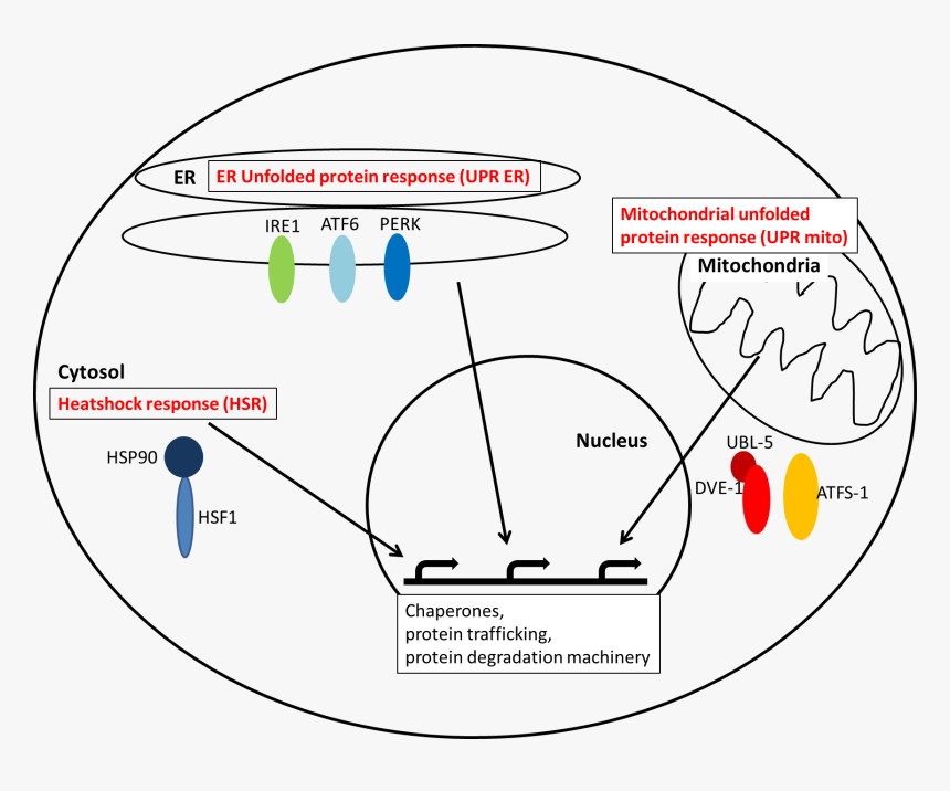 Stress Signaling - Cellular Proteostasis, HD Png Download, Free Download