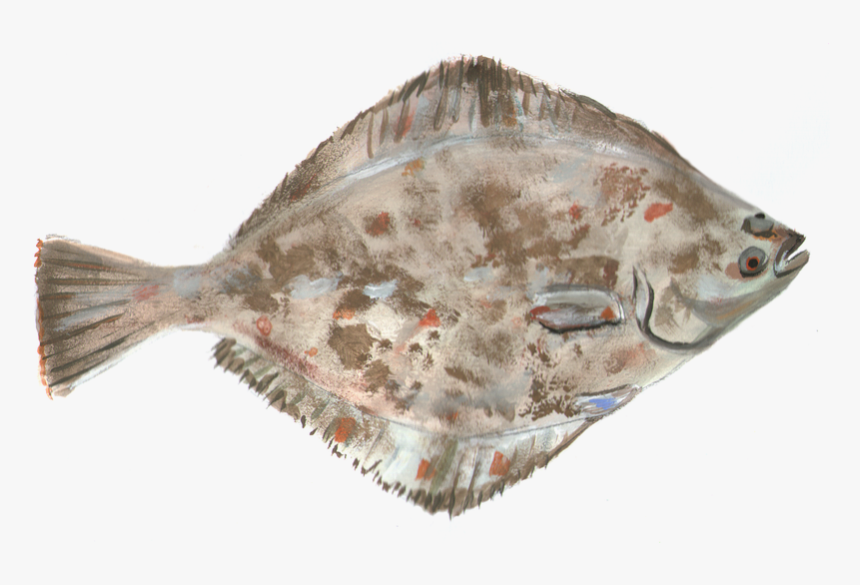 Flounder, Fish, Water - Камбалы Пнг, HD Png Download, Free Download