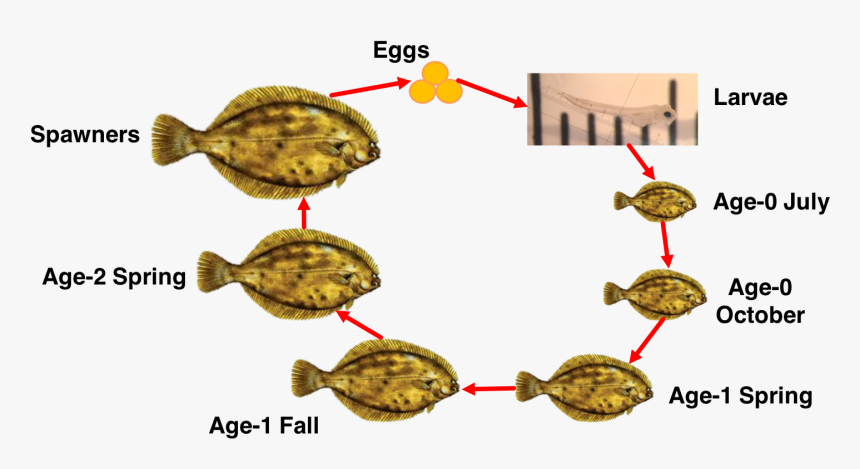 Life Cycle Of A Flatfish, HD Png Download, Free Download