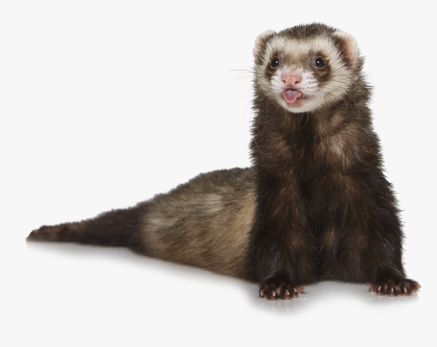 Transparent Ferret Png, Png Download, Free Download