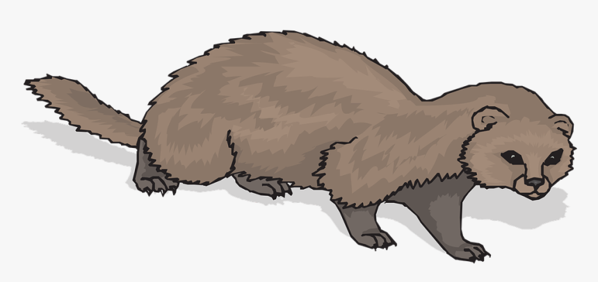 Ferret, Animal, Mammal, Domestic, Polecat, Rodent - Furão Desenho Png, Transparent Png, Free Download