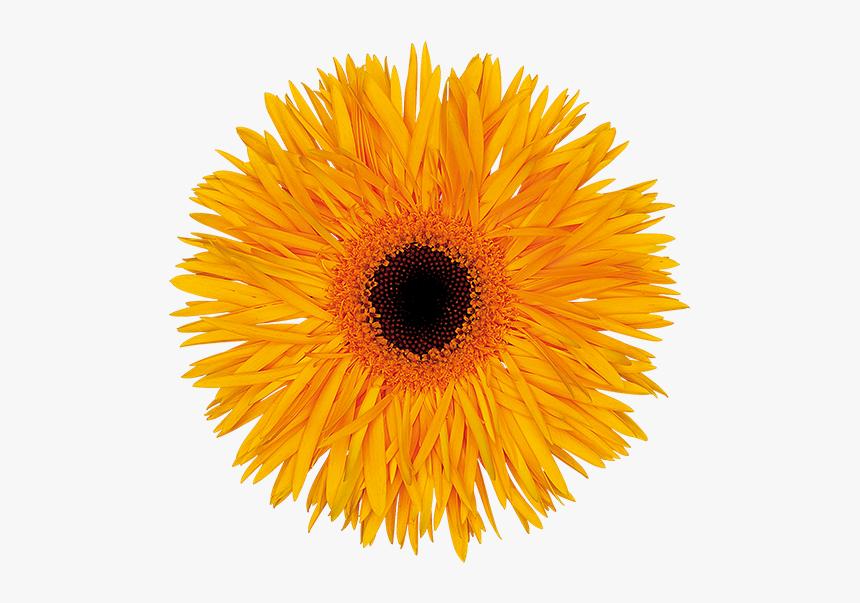 Sun Flower With White Background, HD Png Download, Free Download