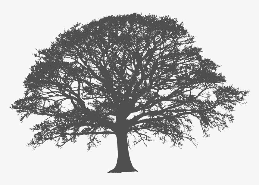 Transparent White Tree Png, Png Download, Free Download