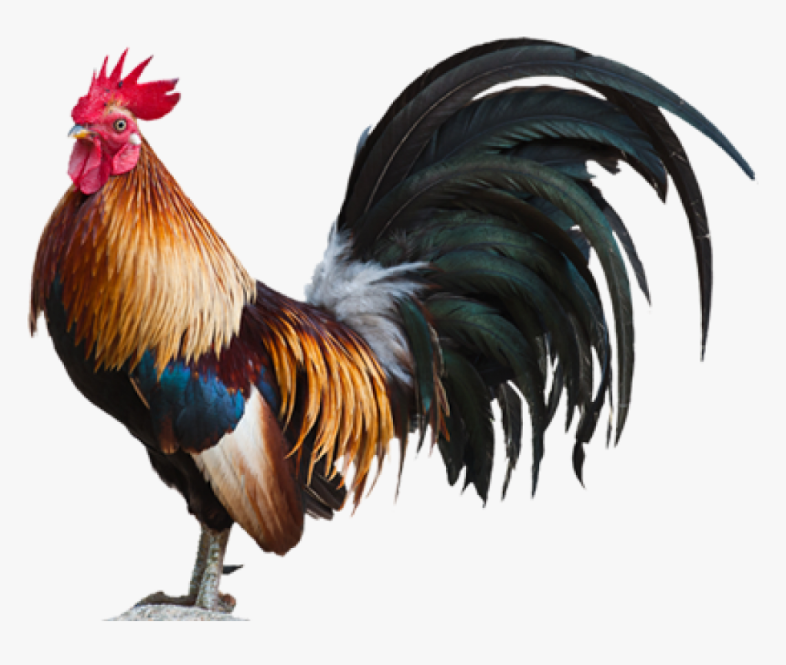 Cock Hd Png Pluspng - Rooster Png, Transparent Png - kindpng