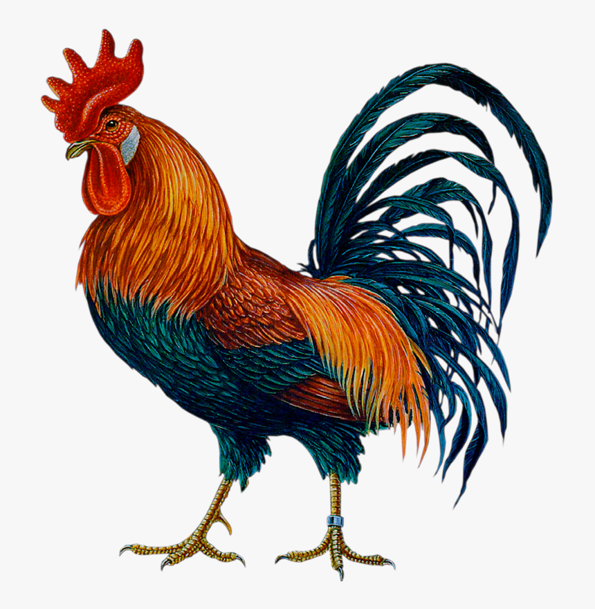 Cock Png, Transparent Png - kindpng