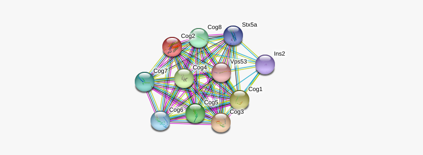 Cog2 Protein - Circle, HD Png Download, Free Download