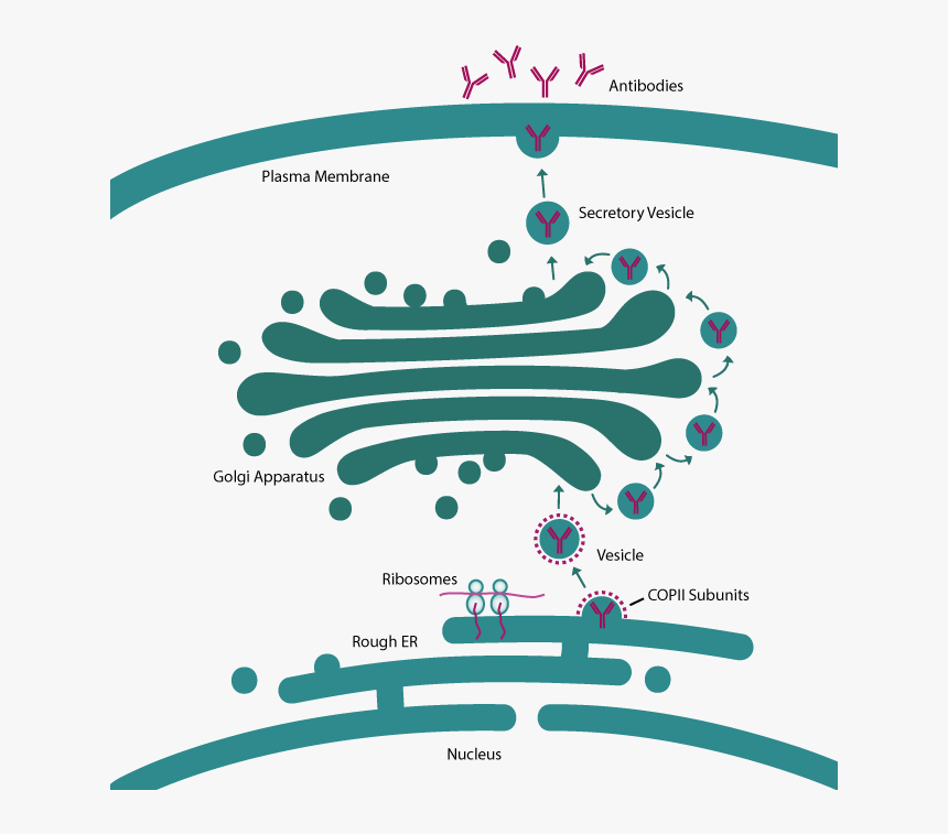 Secretion - Antibody Secretion Er Golgi, HD Png Download, Free Download