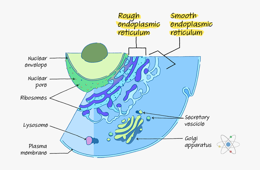 Smooth And Rough Endoplasmic Reticulum, HD Png Download, Free Download