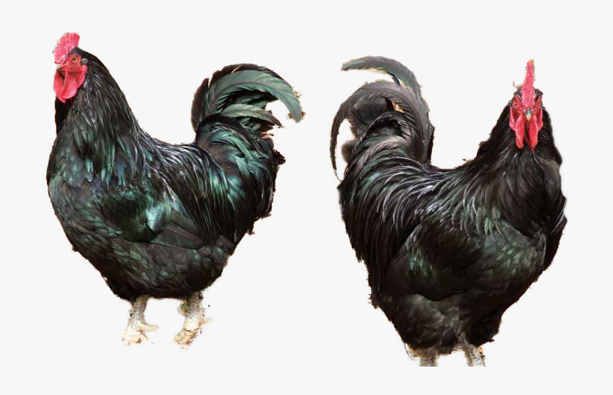 black chicken ayam hitam black chicken png transparent png kindpng black chicken png transparent png