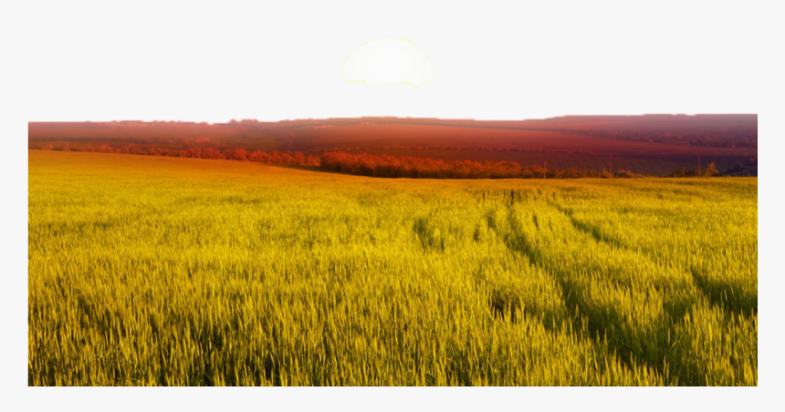 #ftestickers #landscape #field #wheat #sunrise - Grass Landscape Sunset, HD Png Download, Free Download