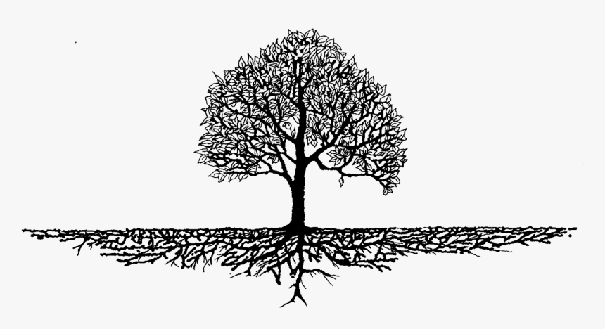 Roots Tree Free On - Transparent Tree With Roots, HD Png Download, Free Download