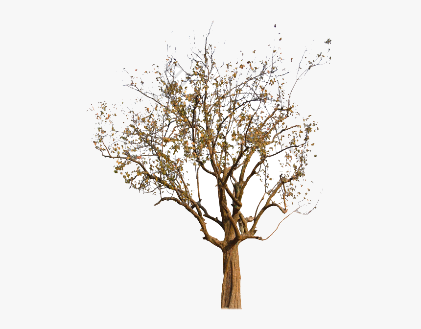 Fall Tree Autumn Clipart Image And For Free Transparent - Fall Autumn Tree Png, Png Download, Free Download