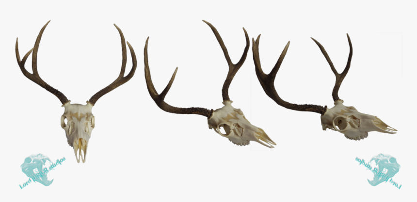 Whitetail Deer Skull Clip Art Download - Skull Deer Png, Transparent Png, Free Download