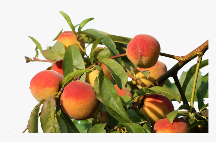 Peaches, Isolated, Fruit, Eat, Bio, Nature, Peach Tree - Produção De Pessegos, HD Png Download, Free Download