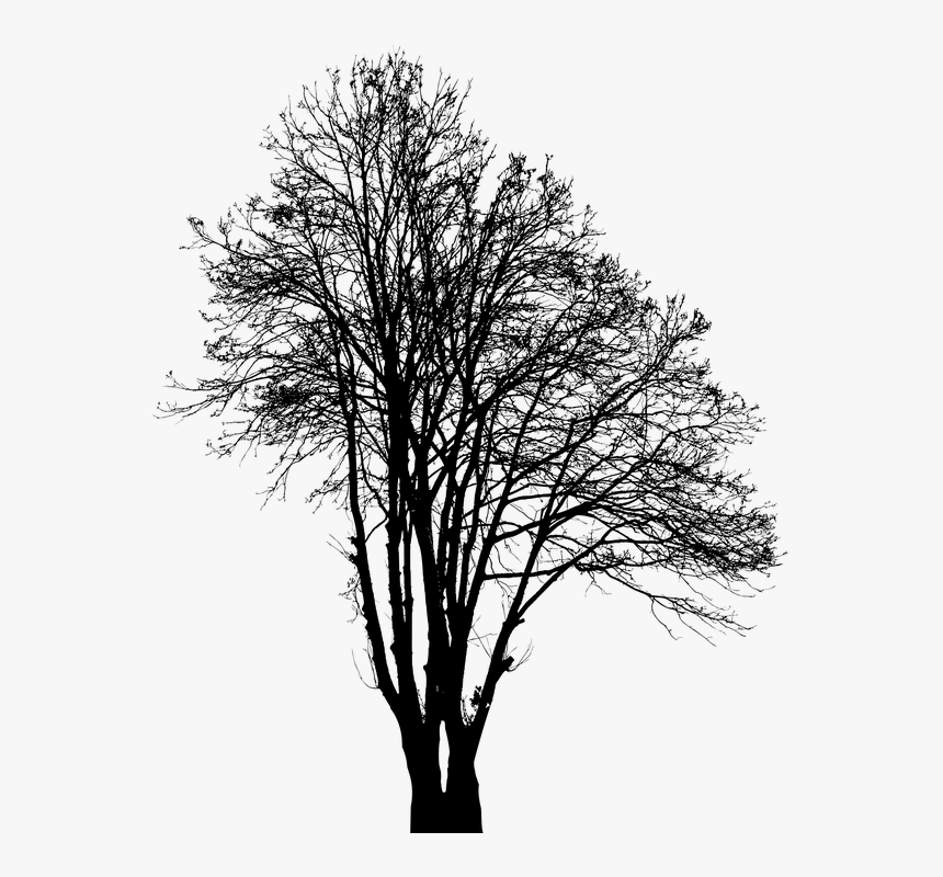 Tree Silhouette Winter Plant Nature Environment Silhouette Winter Tree Png Transparent Png Kindpng