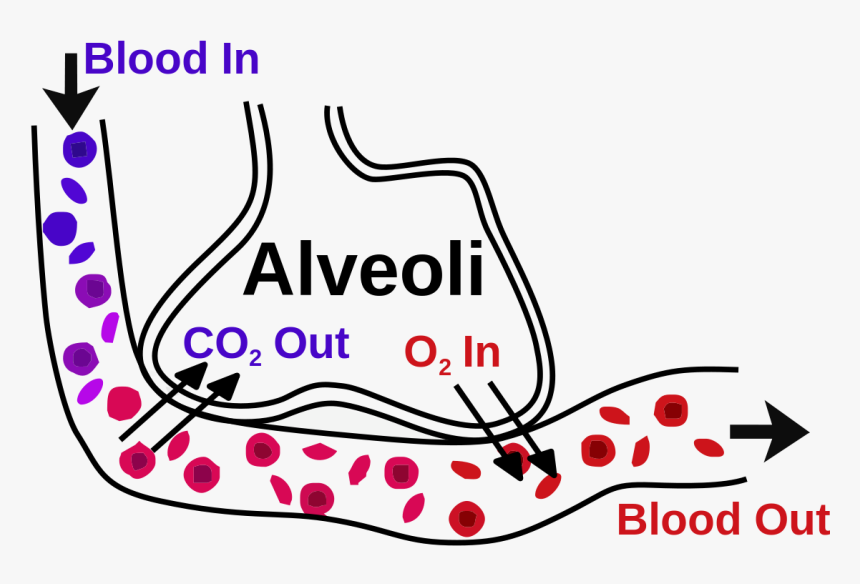 Blood Air Barrier Lungs, HD Png Download, Free Download