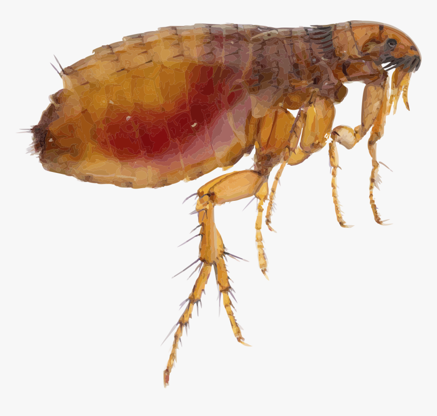 Flea Png Image - Flea Png, Transparent Png, Free Download