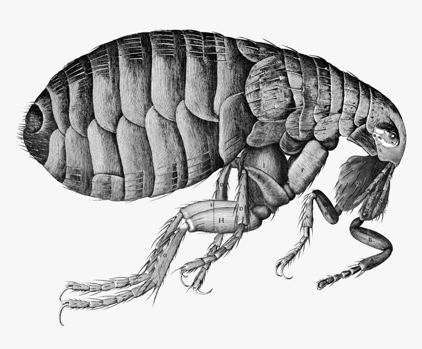 Flea Png Image - Robert Hooke, Transparent Png, Free Download