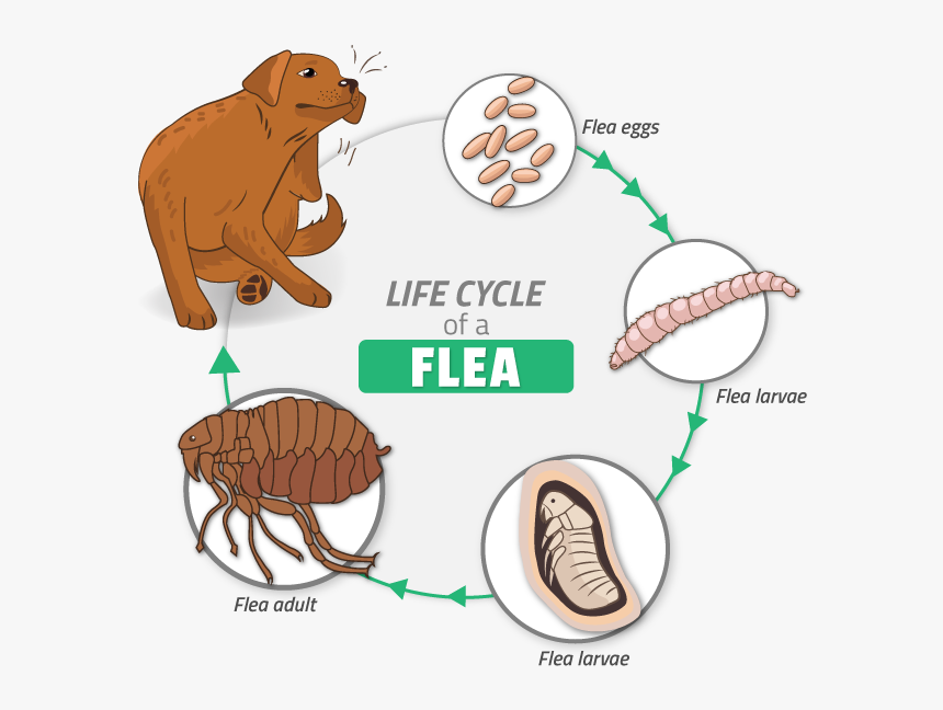 Cure All Pest Control Flea Cycle - Zophobas Morio, HD Png Download ...