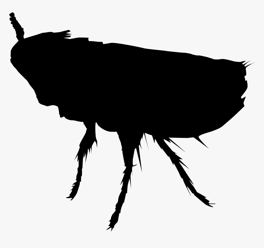 Perth Insect Rat Cockroach Pest - Flea Png Silhouette, Transparent Png, Free Download