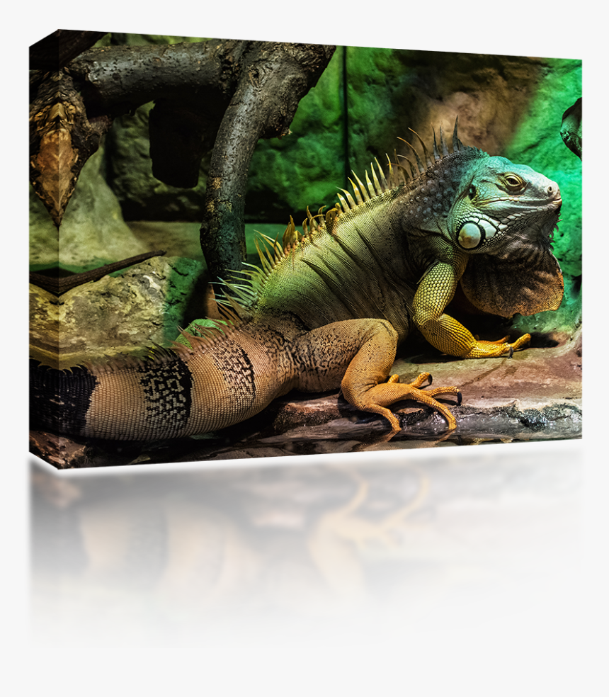 South American Iguanas, HD Png Download, Free Download