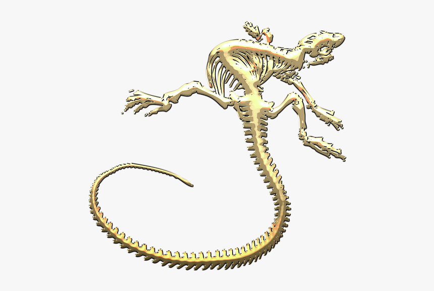 Lizard, HD Png Download, Free Download