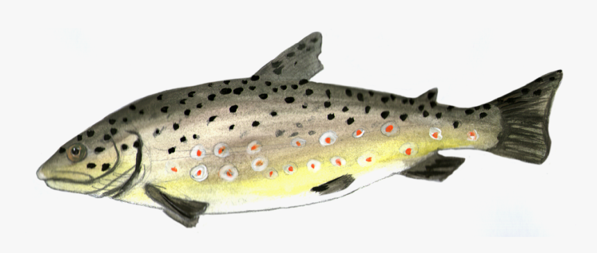 Trout Fish Painted - Trout, HD Png Download, Free Download