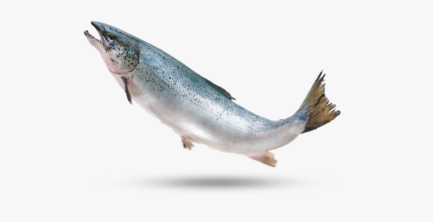 Ocean Trout - Touladi, HD Png Download, Free Download