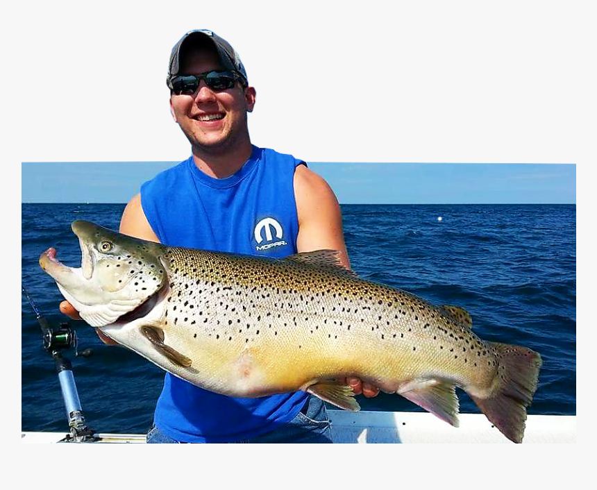 Image - Brown Trout Salmon River Ny, HD Png Download, Free Download