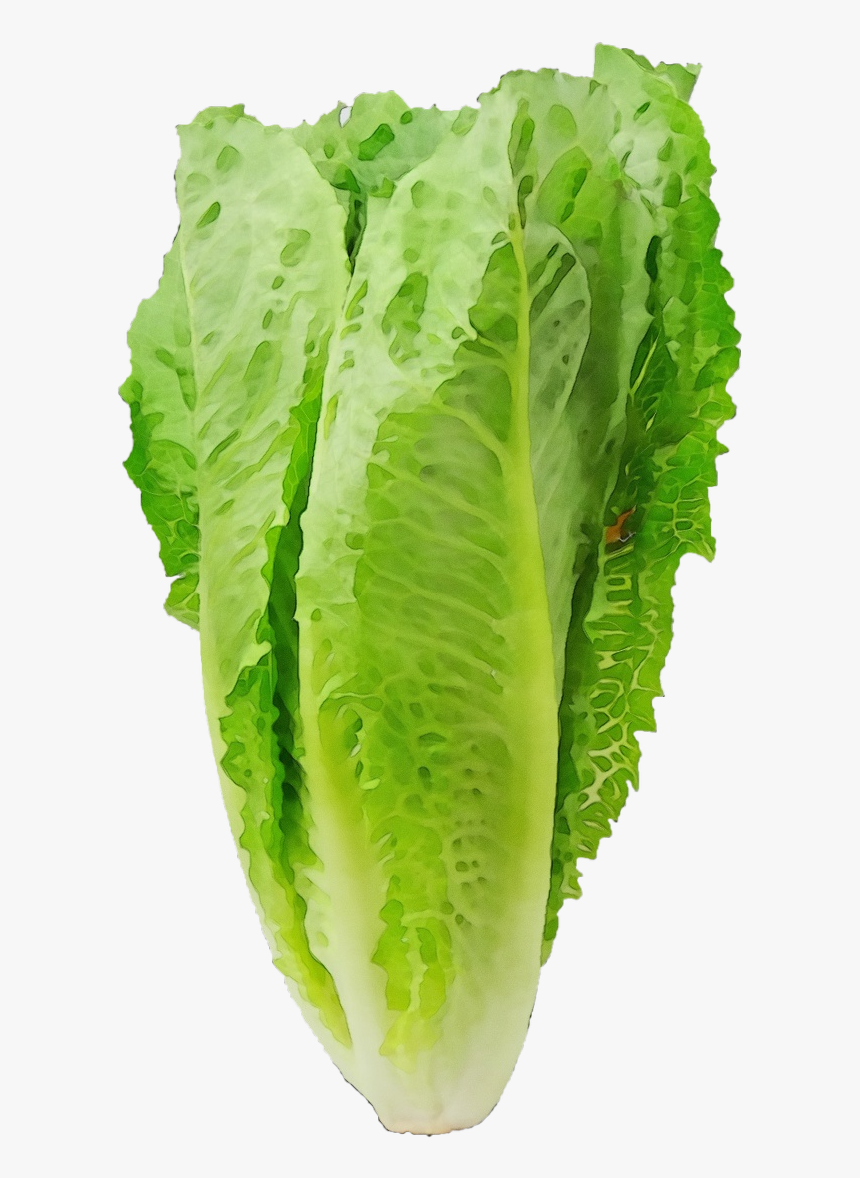 Romaine Lettuce Health Pregnancy Food Eating - Romaine Lettuce, HD Png Download, Free Download