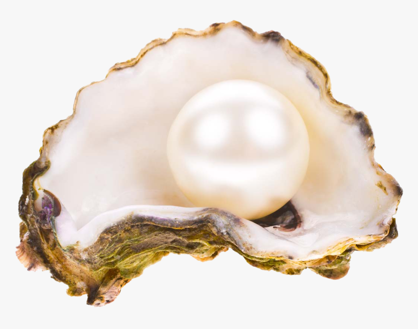 Pearl Transparent Oyster Png - Pearl In Shell Png, Png Download, Free Download