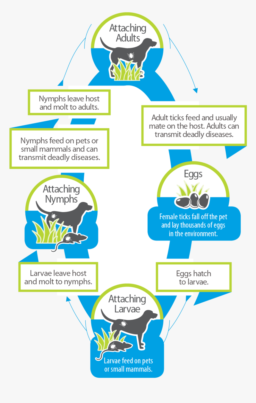 Tick Life Cycle, HD Png Download, Free Download
