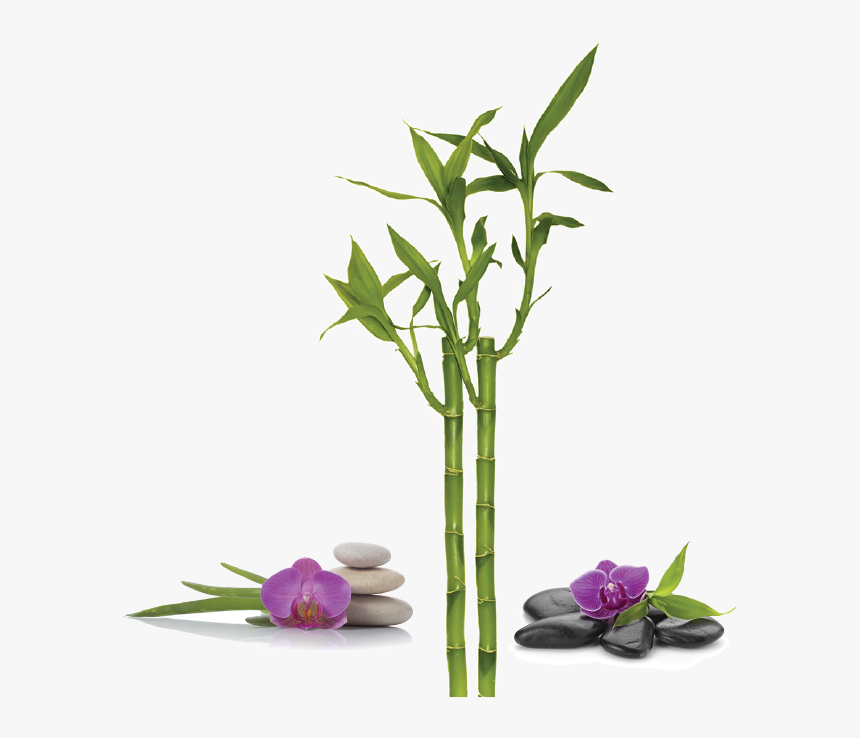 Bamboo Spa Png, Transparent Png, Free Download