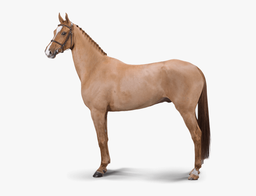 Peter Pan - Stallion, HD Png Download, Free Download