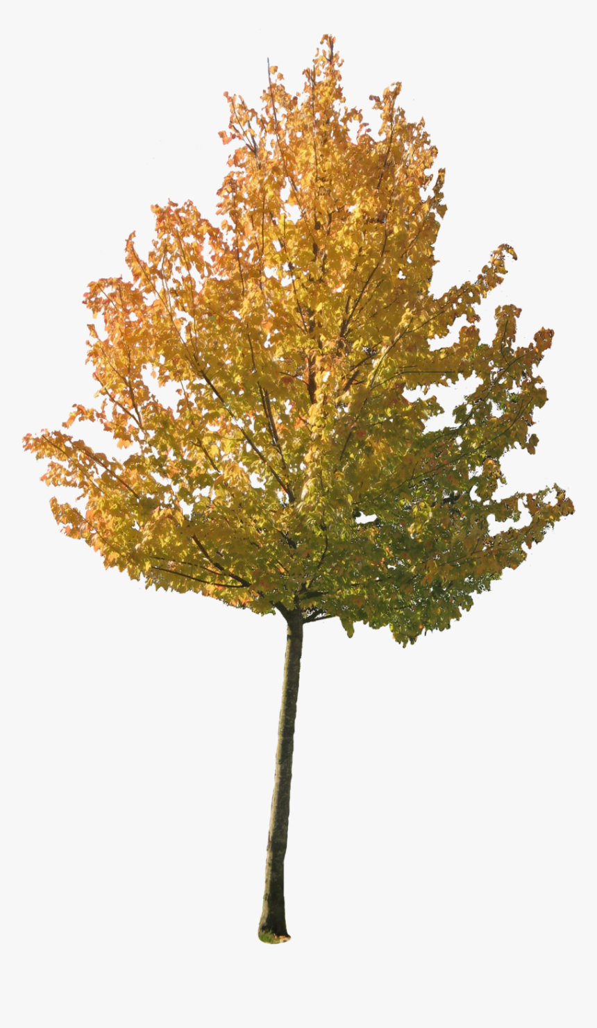 Fall Trees Png - Fall Maple Transparent Background, Png Download, Free Download