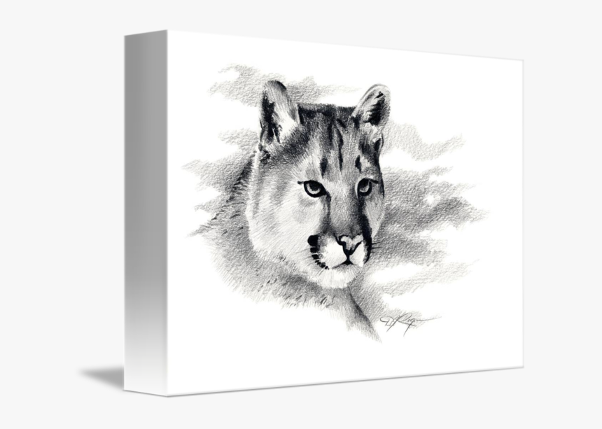 By David Rogers - Mountain Lion Drawing, HD Png Download, Free Download