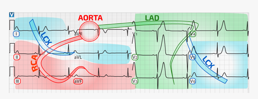 Ecg Distribution, HD Png Download, Free Download