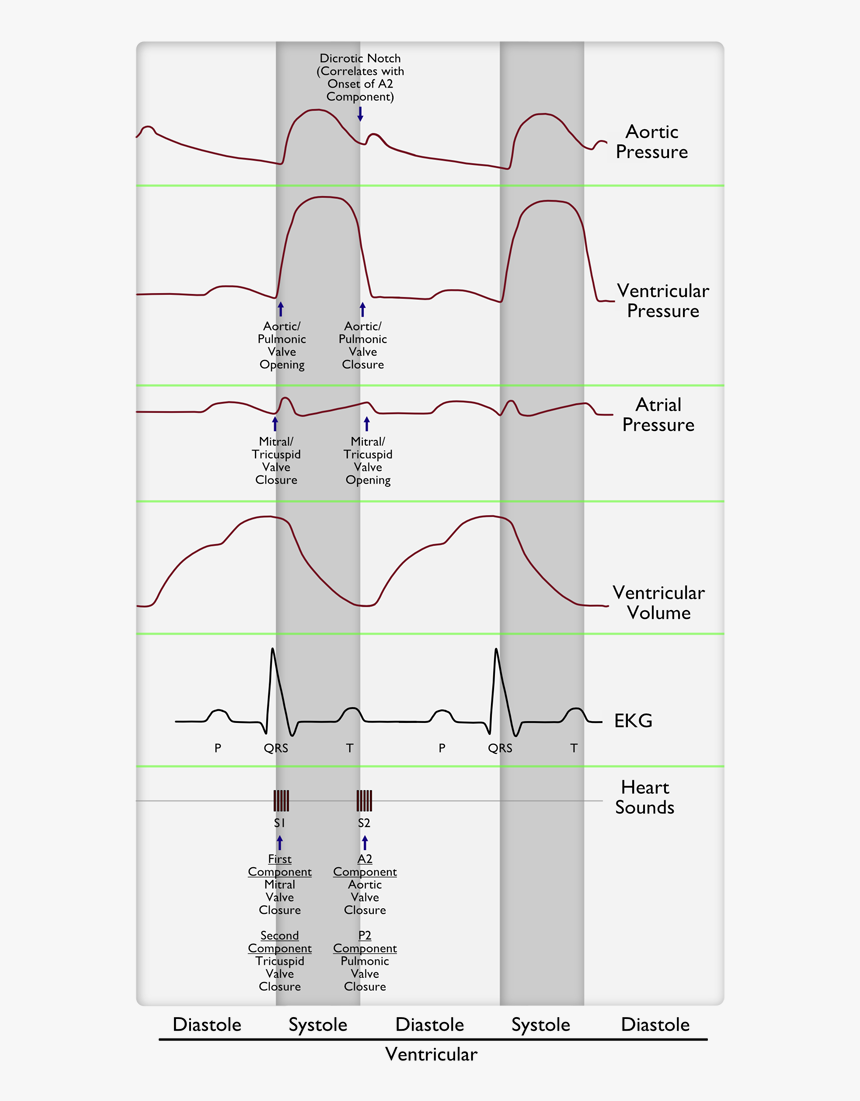 Cardiac Cycle - Cardiac Cycle And Murmur, HD Png Download, Free Download