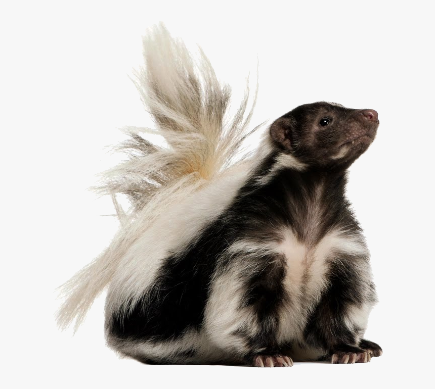 Skunk Png - Skunk Transparent Background, Png Download, Free Download