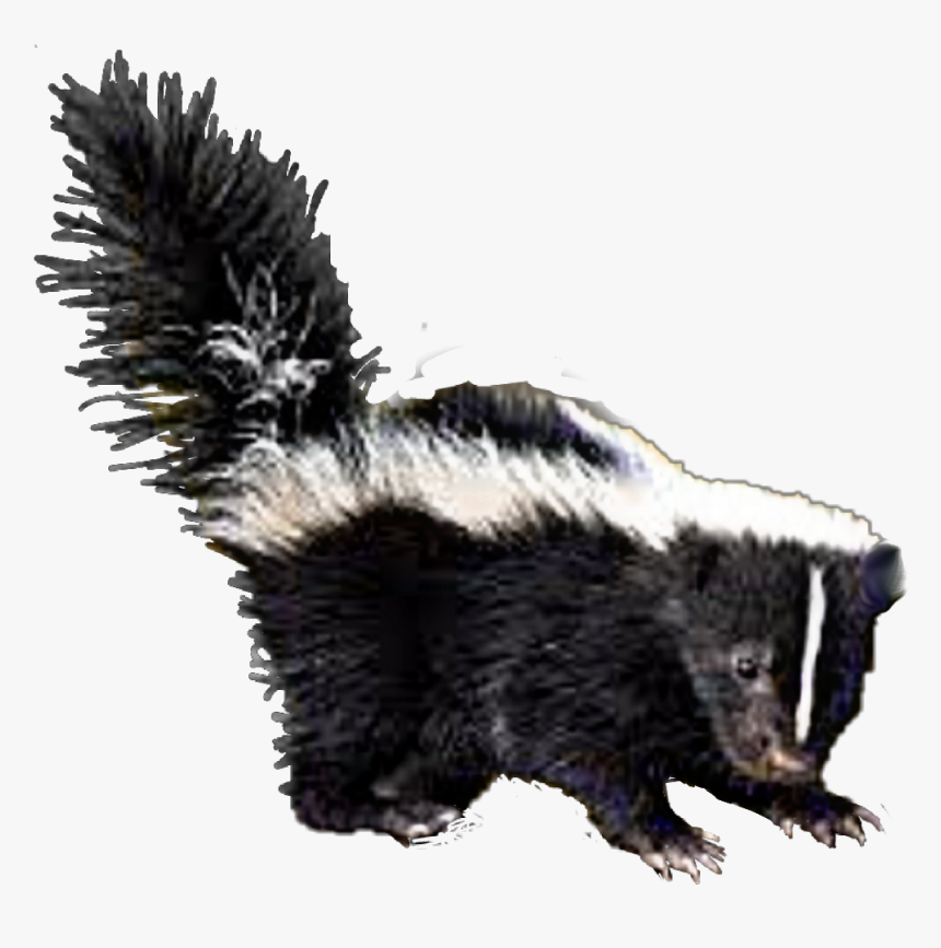 Transparent Skunk Png - Striped Skunk, Png Download, Free Download