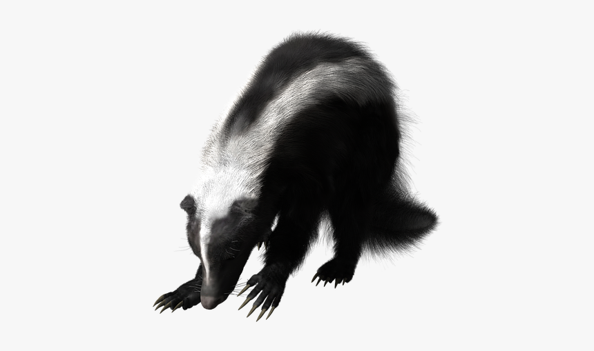 Skunk, Rodent, Wildlife, Mammal, Smell, Cute, Animal - Striped Skunk, HD Png Download, Free Download