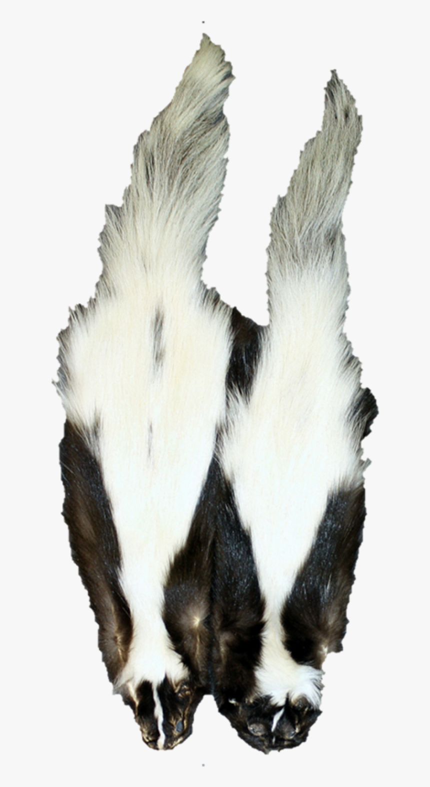 Transparent Skunk Png - Hog Nosed Skunk Pelt, Png Download, Free Download