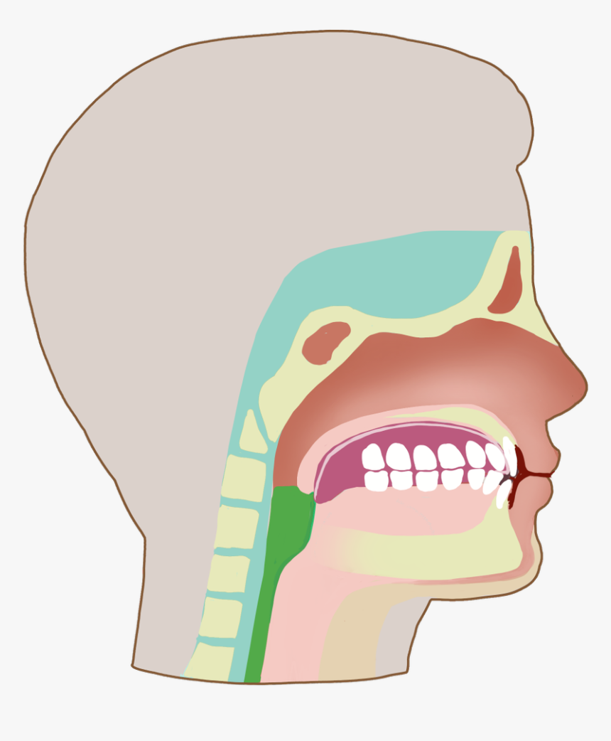 Transparent Jaws Png - Illustration, Png Download, Free Download