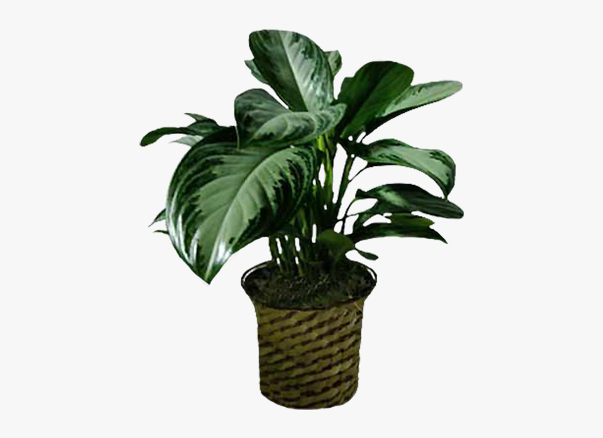 Houseplant, HD Png Download, Free Download