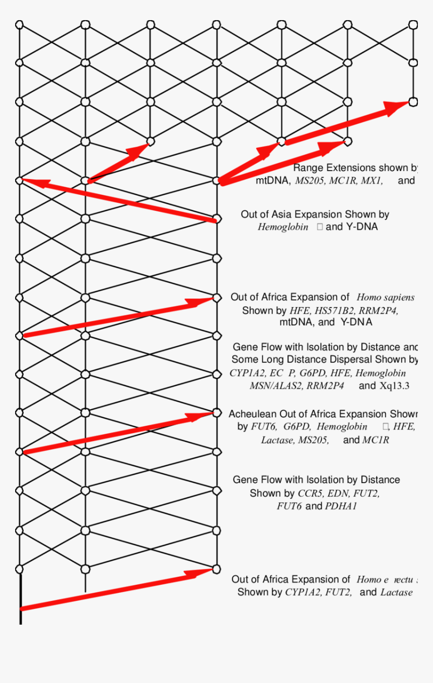 The Cross-validated, Statistically Significant Inferences - Human Evolution, HD Png Download, Free Download