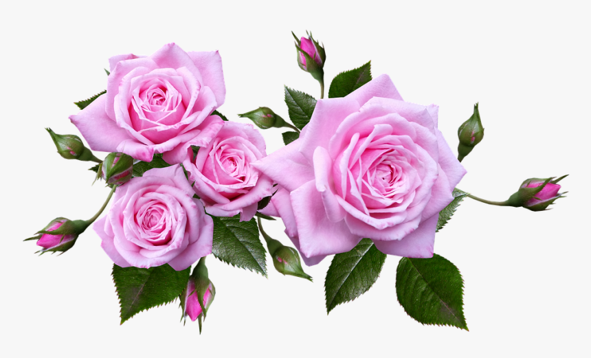Rose, Flower, Arrangement, Plant - Pink Rose Transparent Background, HD Png Download, Free Download