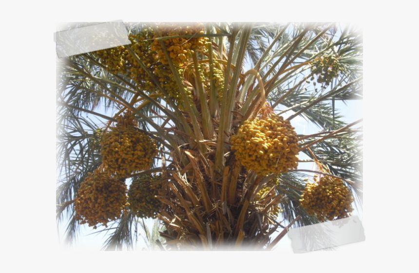 Date Palm, HD Png Download, Free Download