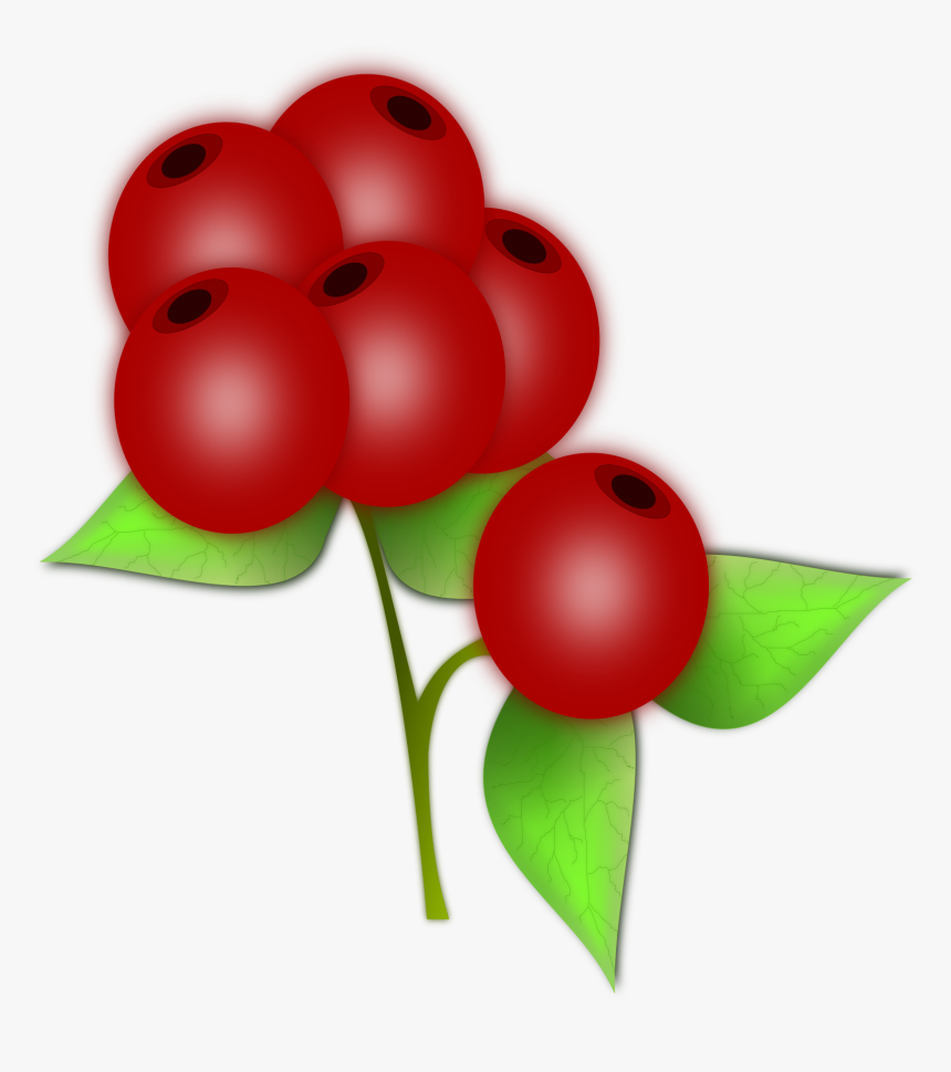 Vector Drawing Of Leaves And Berries Of A Holly - Red Berry Clipart, HD Png Download, Free Download